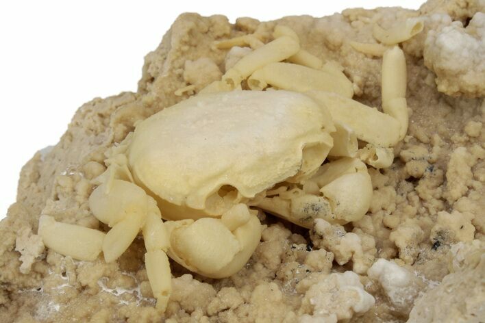 Fossil Crab (Potamon) Preserved in Travertine - Turkey #240450